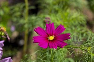 fräsch skönhetsblandning röd och lila kosmos blomma som blommar i naturlig botanik trädgårdspark foto