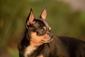 hund vid solnedgången. mjukt fokus porträtt av chihuahua tricolor. foto