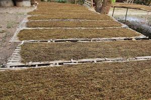 torkning av tobaksblad som hade skivats på bambupanelen med naturligt solljus. foto