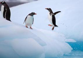 hoppande gentoo-pingviner på isberg foto