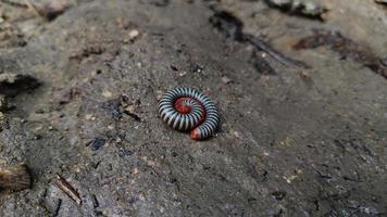 regnbågstusenfotingar är en ordning av ryggradslösa djur som tillhör phylum arthropoda foto