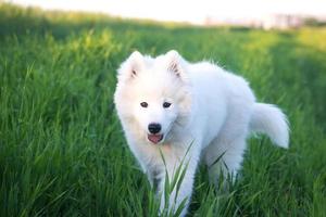 vacker vit samojed husky leker på de gröna fälten foto