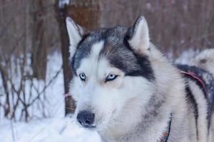 slädehundar i snö, ras siberian husky-hundar i vinterskog foto