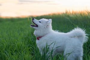 vacker vit samojed husky leker på de gröna fälten foto