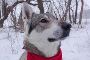 slädehundar i snö, ras siberian husky-hundar i vinterskog foto