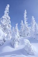 snöig träd