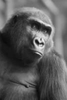 bw porträtt av afrikanska vilda apa gorilla