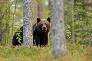 brunbjörn i skogen