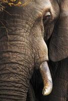 elefant närbild porträtt foto