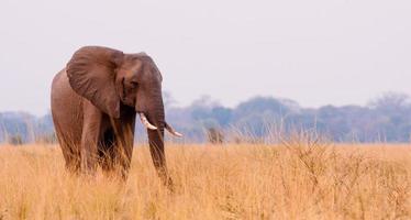 elefant i gräset foto