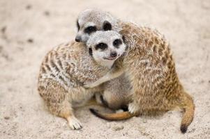 meerkats (suricata suricatta)