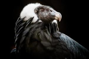 andisk kondor (vultur gryphus)