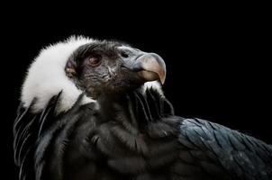 andisk kondor (vultur gryphus)