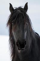 porträtt skönhet frisisk häst