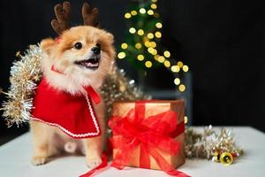 fluffig hund pomeranian med en kant av en hjorthornsmössa nära julgranen och presentask. bakgrund av nyårsdekorationer. husdjur och semester foto