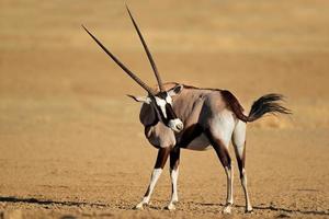 gemsbok antilope foto