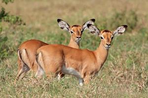 impala antiloplamm