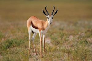 springbockantilope