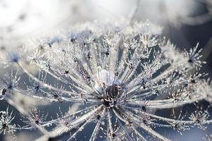 parbelliferous växt ko-pastinak på vintern i rimfrost foto