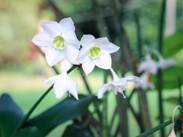 amazonlilja, eucharislilja, eucharis grandiflora, vackra vita blommor av en tropisk växt med gröna blad som blommar i sommarträdgården foto