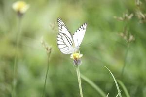 fjäril på vildblomma i sommarfält, vacker insekt på grön natur suddig bakgrund, vilda djur i vårträdgården, ekologi naturlandskap foto