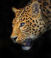 leopard foto