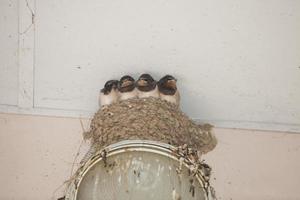en familj av svalfåglar sitter i ett bo, boet är på en gatlykta. foto