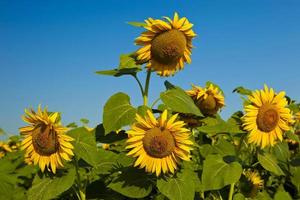 gula solrosor på fältet mot den blå himlen mogna blommor solrosfält, sommar, sol foto