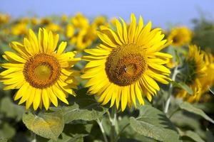 gula solrosor på fältet mot den blå himlen mogna blommor solrosfält, sommar, sol foto
