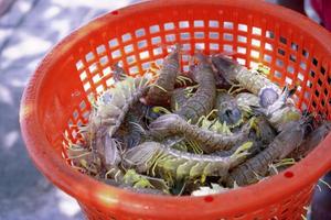 mantisräkor är en vanlig skaldjur, mantisräkor fångade i södra Thailand foto