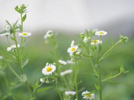 vit blomma bakgrund foto