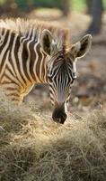 ung zebra äter torkat gräs foto