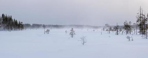 snöstorm i en myr på vintern i Finland foto