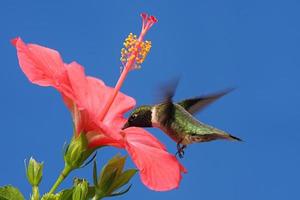 rubin-halsad kolibri