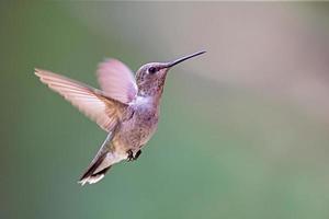 svartkinnad kolibri foto