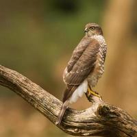 eurasian sparrowhawk foto