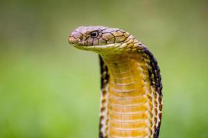 king cobra (ophiophagus hannah) världens längsta giftiga orm