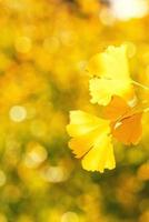 designkoncept - vacker gul ginkgo, gingko biloba trädblad under höstsäsongen i solig dag med solljus, närbild, bokeh, suddig bakgrund. foto