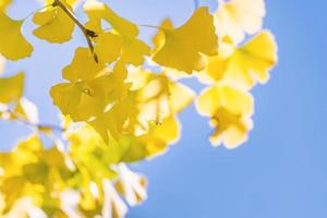 designkoncept - vacker gul ginkgo, gingko biloba trädblad under höstsäsongen i solig dag med solljus, närbild, bokeh, suddig bakgrund. foto