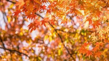 vackra lönnlöv i solig höstdag i förgrunden och suddig bakgrund i kyushu, japan. inga människor, närbild, kopieringsutrymme, makrobild. foto