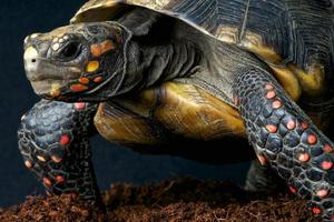 rödfotsköldpadda / chelonoides carbonaria