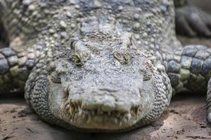 krokodil foto