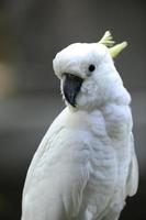 vit papegoja foto