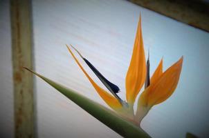 strelitzia är en örtartad flerårig vacker ovanlig växt. intressant orange blomma som en paradisfågel foto