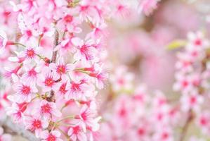 körsbärsblomning på våren med mjukt fokus, ofokuserad suddig vårkörsbärsblomning, bokehblommabakgrund, pastell och mjuk blommabakgrund. foto