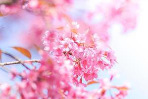 körsbärsblomning på våren med mjukt fokus, ofokuserad suddig vårkörsbärsblomning, bokehblommabakgrund, pastell och mjuk blommabakgrund. foto