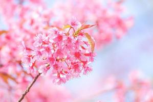 körsbärsblomning på våren med mjukt fokus, ofokuserad suddig vårkörsbärsblomning, bokehblommabakgrund, pastell och mjuk blommabakgrund. foto