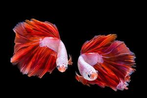 rosa och röd betta fisk, siamesisk kampfisk på svart bakgrund foto