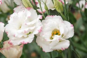 präriegentiana, eustoma, lisianthus. vit blomma med rosa kant foto