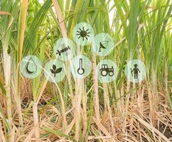 sockerrör plantage modernt jordbruk koncept, smart gård koncept foto